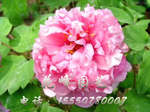 海棠爭(zhēng)艷