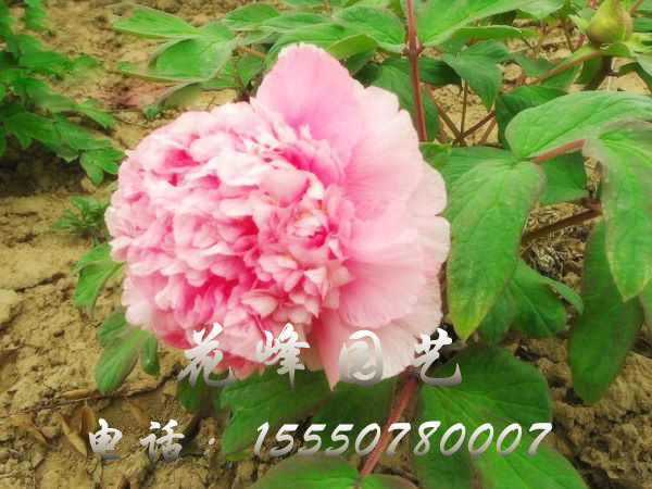 戳我试试