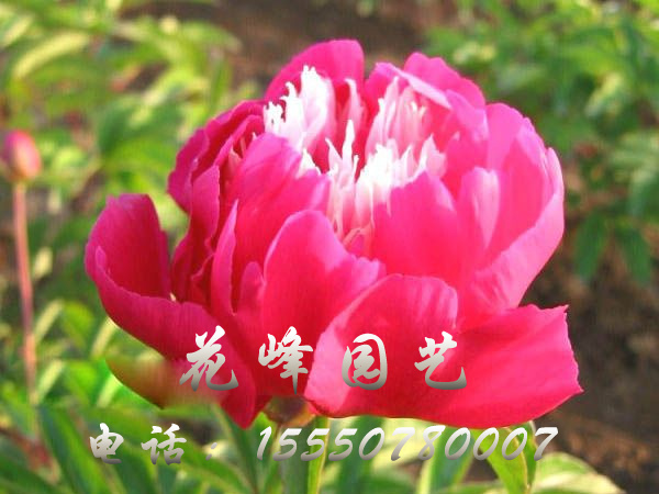 向陽奇花